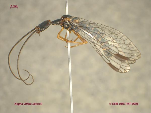 Photo of Negha inflata by Spencer Entomological Museum